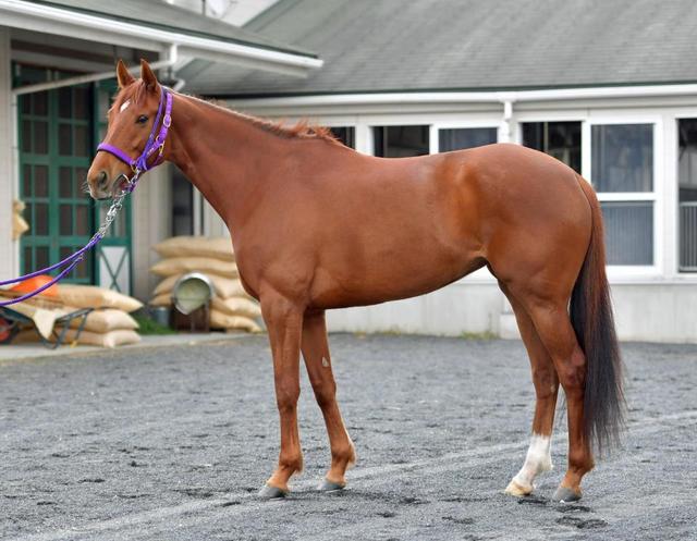 ヴィクトリアマイル馬体診断 レッツゴードンキ 馬体診断 競馬 レース デイリースポーツ Online ヴィクトリアマイル馬体診断 レッツゴードンキ 馬体診断 競馬 レース デイリースポーツ Online
