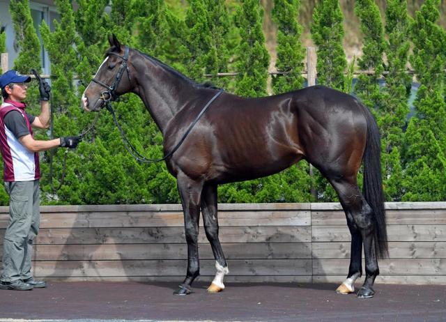 ダービー馬体診断】ダノンプレミアム/馬体診断/競馬・レース/デイリー