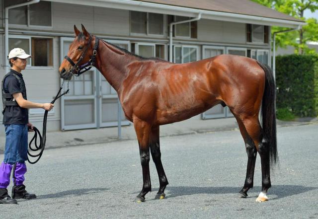 ダービー馬体診断】ワグネリアン/馬体診断/競馬・レース/デイリー