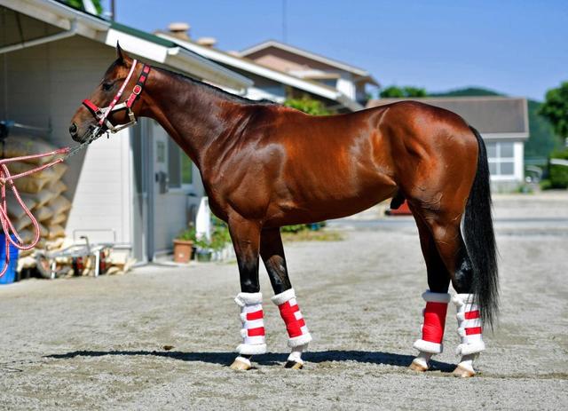 安田記念馬体診断 リアルスティール 馬体診断 競馬 レース デイリースポーツ Online