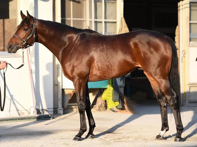 まねき馬 25周年レインボー 2060ルヴァンスレーヴ まねき馬 25周年レインボー 2060ルヴァンスレーヴ Yahoo!オークション