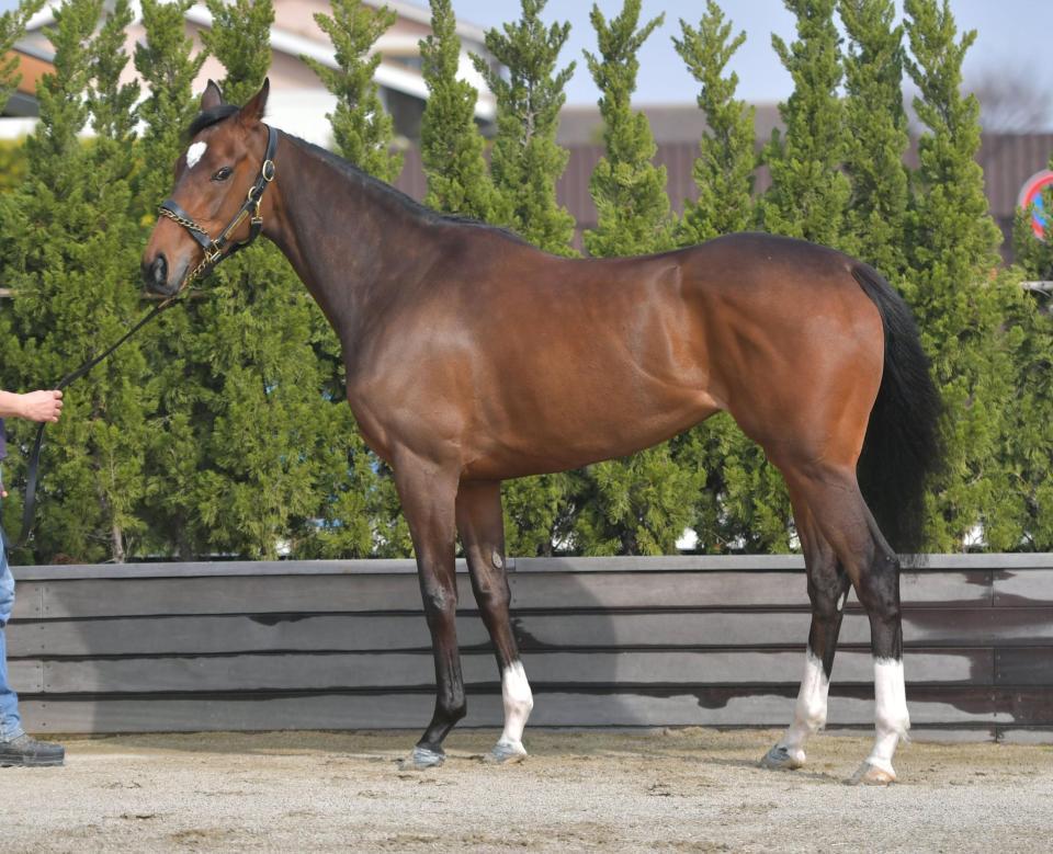 アクアミラビリス