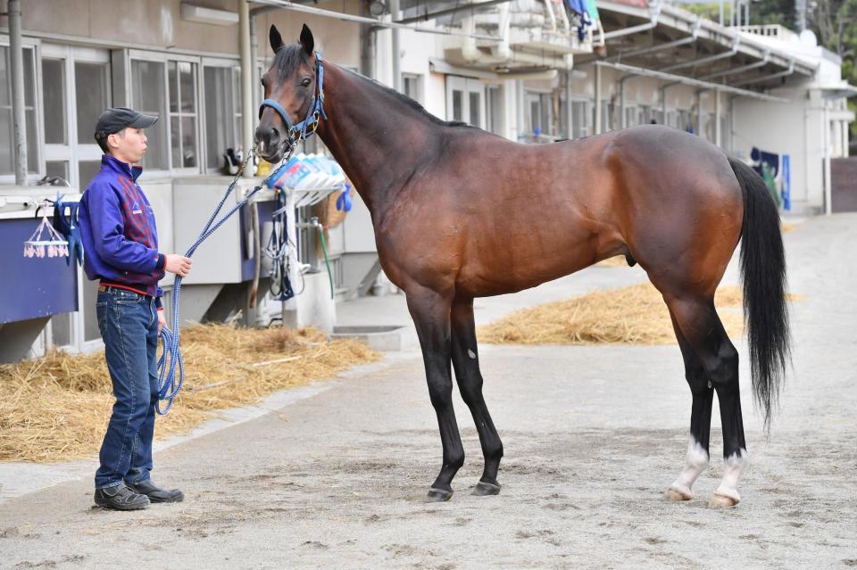 天皇賞・春馬体診断】フィエールマン/馬体診断/競馬・レース/デイリー