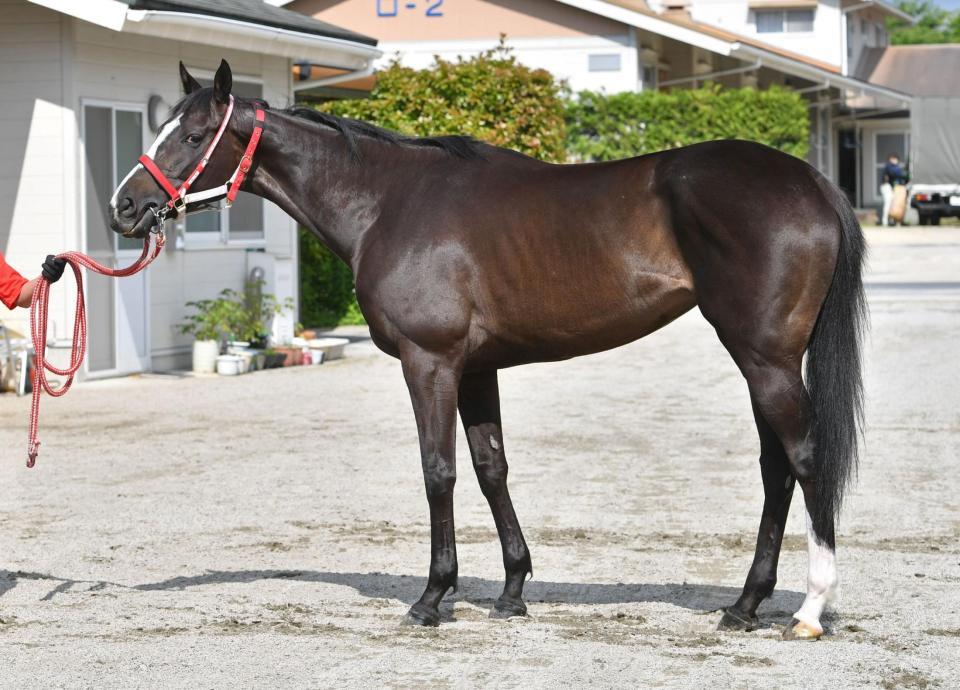 宝塚記念馬体診断】リスグラシュー/馬体診断/競馬・レース/デイリー