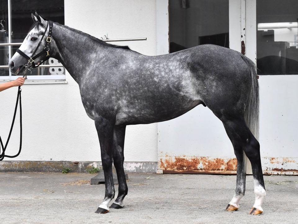 【天皇賞・秋馬体診断】ウインブライト/馬体診断/競馬・レース ...