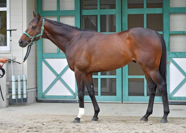 宝塚記念馬体診断 キセキ 馬体診断 競馬 レース デイリースポーツ Online 宝塚記念馬体診断 キセキ 馬体診断 競馬 レース デイリースポーツ Online