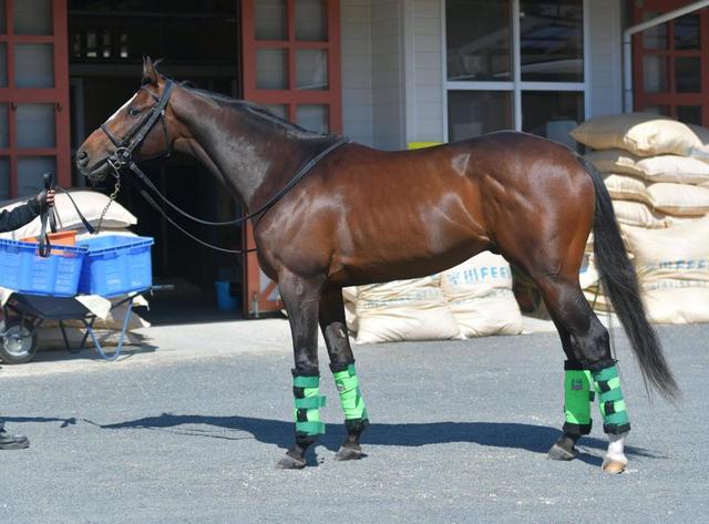 大阪杯馬体診断ロードマイウェイ 馬体診断 レース デイリースポーツ Online