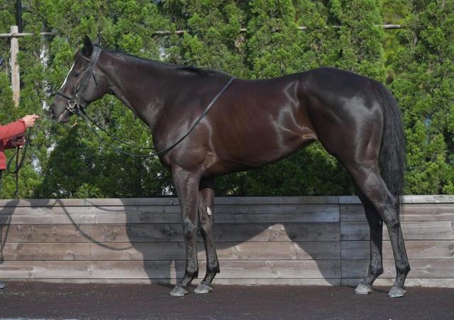 桜花賞馬体診断クラヴァシュドール 馬体診断 レース デイリースポーツ Online