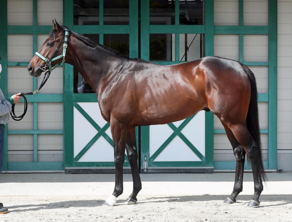 天皇賞 春馬体診断 キセキ 馬体診断 レース デイリースポーツ Online 天皇賞 春馬体診断 キセキ 馬体診断 レース デイリースポーツ Online