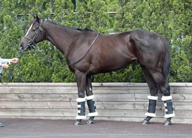 オークス馬体診断 クラヴァシュドール 馬体診断 レース デイリースポーツ Online