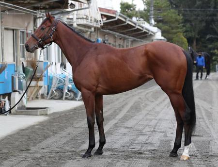 サトノレイナス