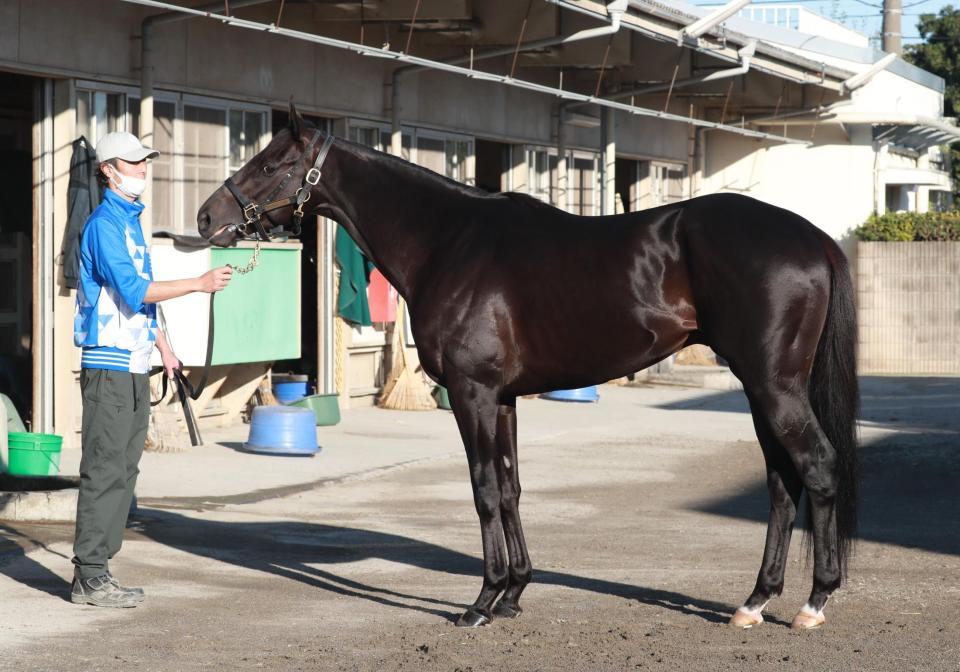 マイルｃｓ馬体診断 ダノンキングリー 馬体診断 レース デイリースポーツ Online