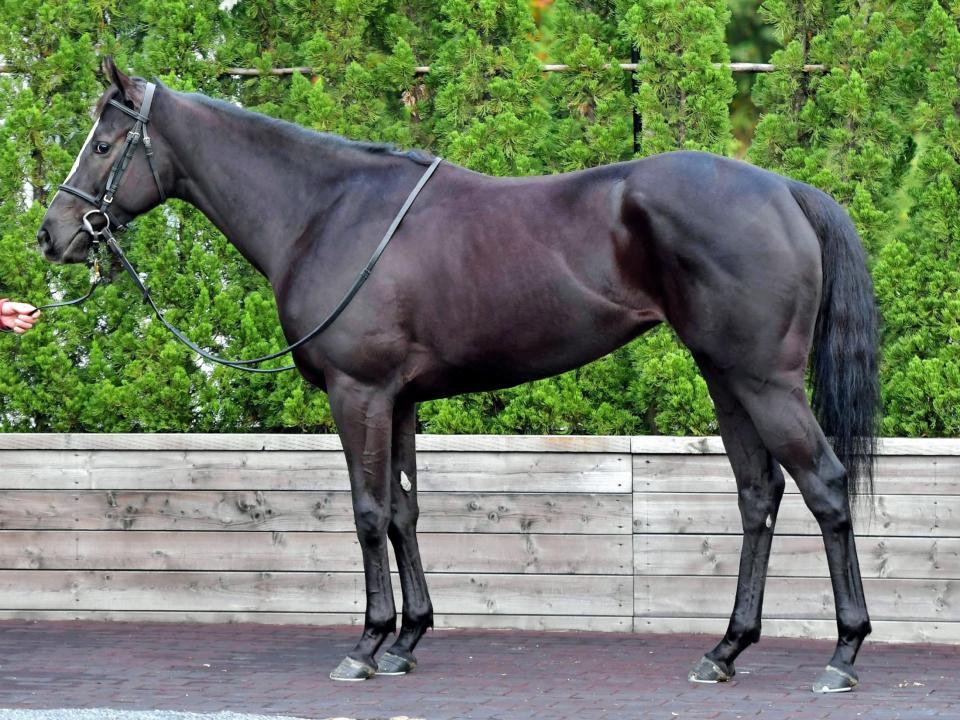 阪神ｊｆ馬体診断 クラヴァシュドール 馬体診断 レース デイリースポーツ Online