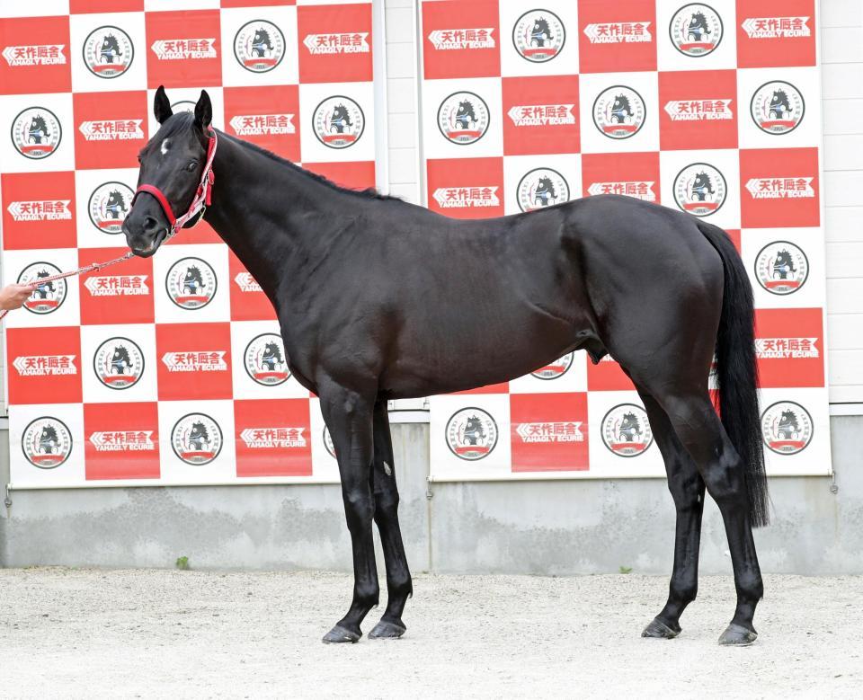 日本ダービー馬体診断】コントレイル/馬体診断/レース/デイリー