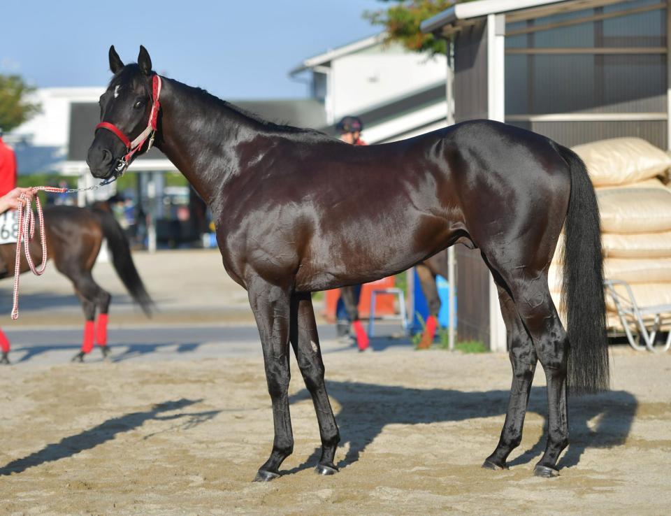 菊花賞馬体診断】コントレイル/馬体診断/レース/デイリースポーツ online