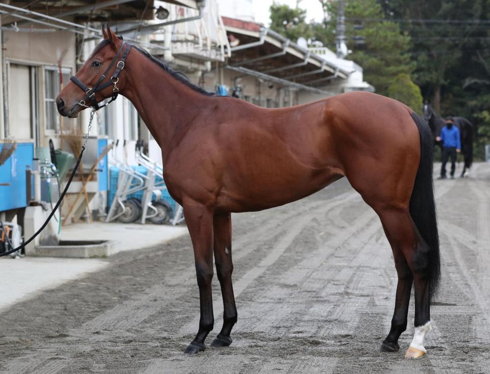 サトノレイナス