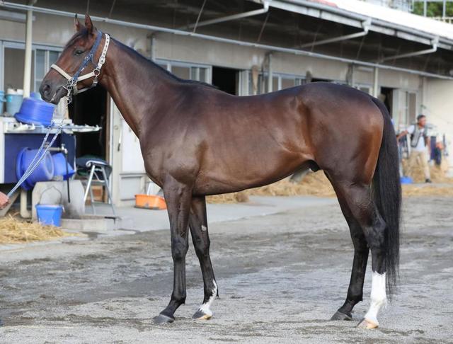 菊花賞馬体診断 アサマノイタズラ 馬体診断 レース デイリースポーツ Online