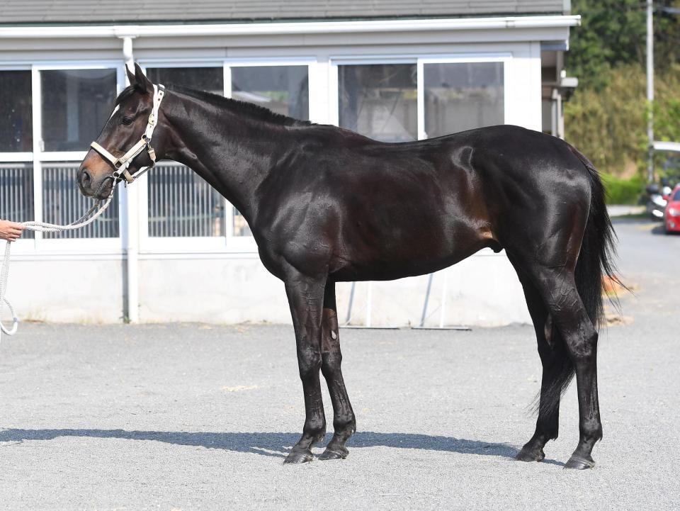 ディープボンド