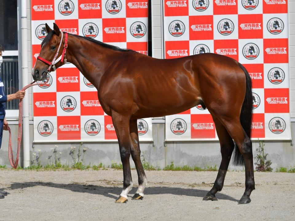 ｎｈｋマイルｃ馬体診断 キングエルメス