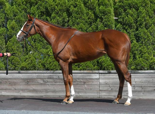 オークス馬体診断 アートハウス 馬体診断 レース デイリースポーツ Online