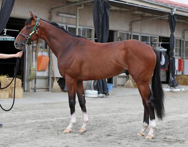 ダービー馬体診断】アスクビクターモア/馬体診断/レース/デイリー