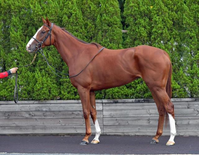 秋華賞馬体診断 アートハウス 馬体診断 レース デイリースポーツ Online