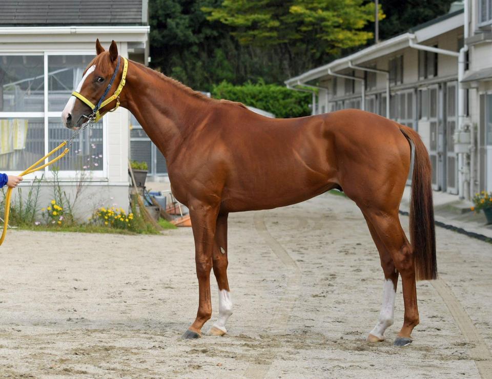 菊花賞  ジャージ 競馬】平成の歴代「菊花賞」優勝馬であなたが好きなのは？【人気