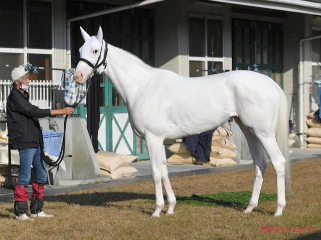 マイルＣＳ馬体診断】ソダシ/馬体診断/レース/デイリースポーツ online