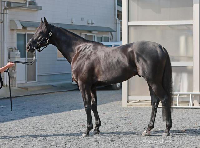 【ジャパンＣ馬体診断】ヴェラアズール