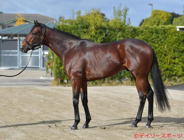 貴重「ボルト氏の馬術」 ボルト氏の馬術 | ハリー・ボルト, 荒木雄豪, 高津彦太郎, 井上