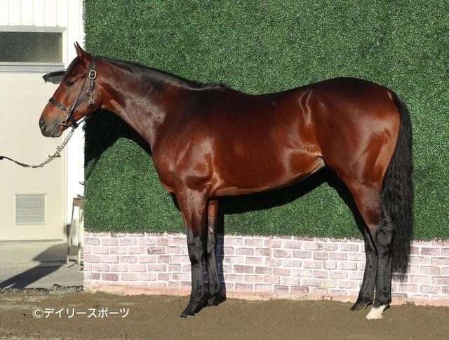 ◇ 競馬 JRA ◇ エフフォーリア ◇ ゴルフマーカー ◇ 有馬記念