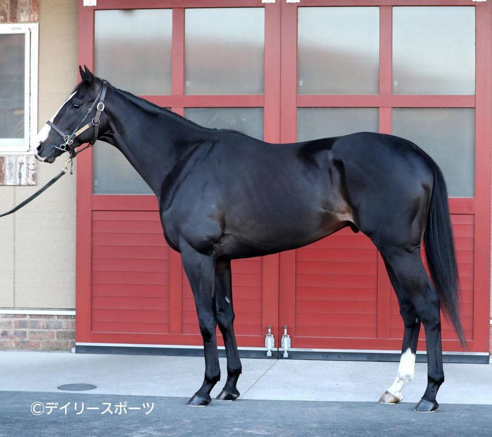 有馬記念馬体診断】イクイノックス/馬体診断/レース/デイリースポーツ