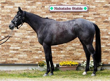 桜花賞/G1馬体診断写真集/競馬・レース/デイリースポーツ online
