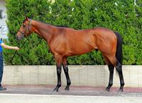 日本ダービー ｇ１馬体診断写真集 デイリースポーツ Online