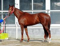 日本ダービー ｇ１馬体診断写真集 デイリースポーツ Online
