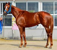 日本ダービー ｇ１馬体診断写真集 デイリースポーツ Online