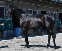 日本ダービー ｇ１馬体診断写真集 デイリースポーツ Online