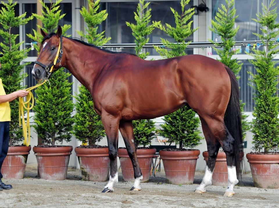 ビッグアーサー　評価Ｃ