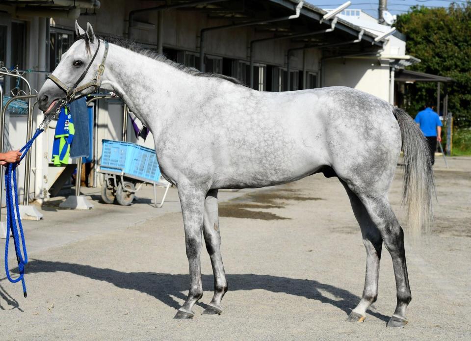 レッドファルクス　評価Ｃ