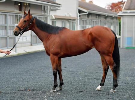 マイルCS/G1馬体診断写真集/競馬・レース/デイリースポーツ online
