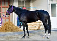 カフジテイク　Ｃ