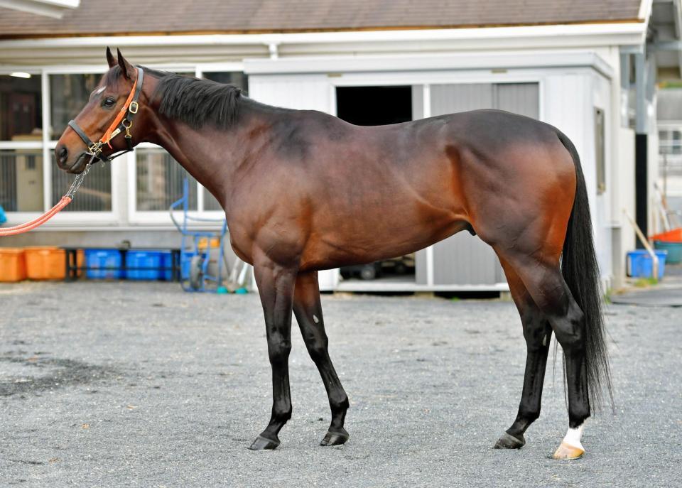 ゴールドドリーム　Ｂ