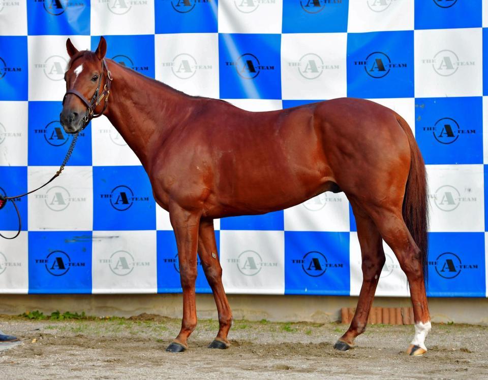 コパノリッキー　Ａ