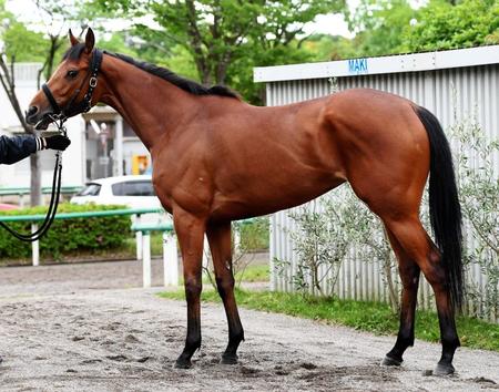 オークス/G1馬体診断写真集/競馬・レース/デイリースポーツ online