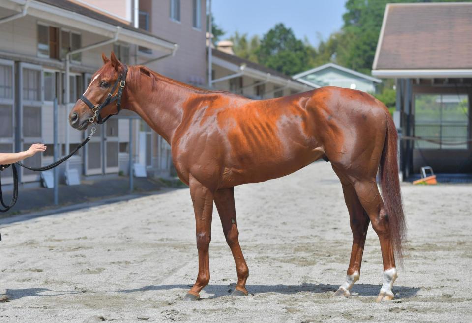 テーオーエナジー　評価Ｃ