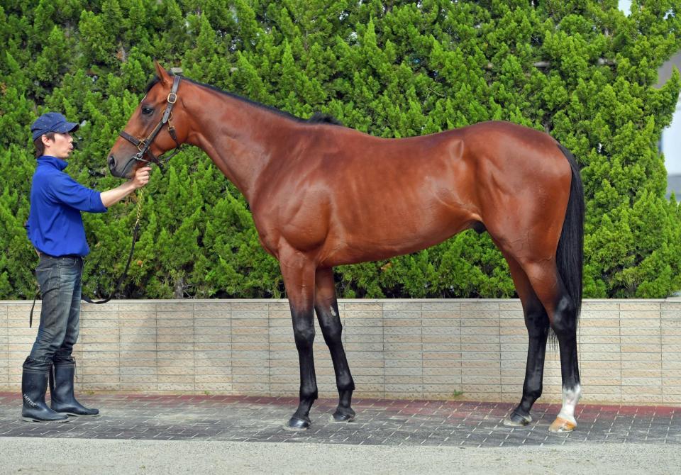 キタノコマンドール　評価Ｂ