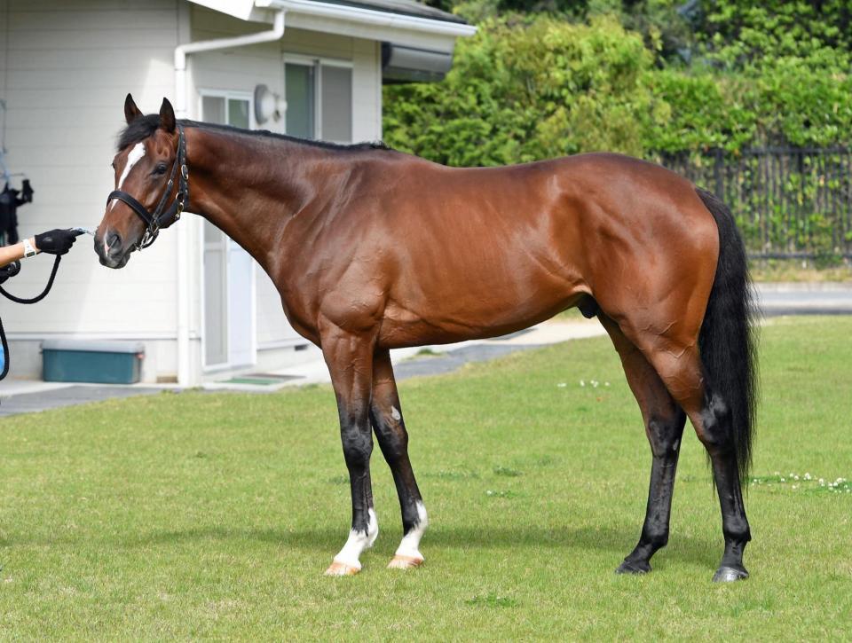 アドマイヤアルバ　評価Ｂ