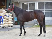 モズカッチャン　評価Ｂ