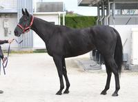 レッドジェノヴァ　評価Ｃ