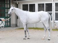 スマートレイアー　評価Ｂ